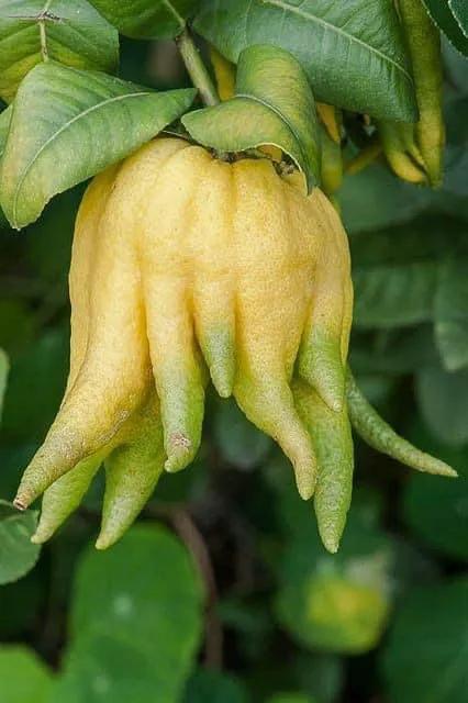 來自植物世界的精靈