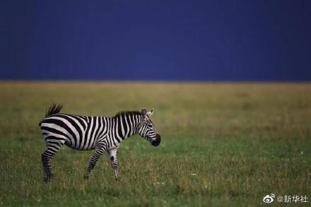 斑馬是黑底白紋還是白底黑紋? 斑馬是黑底白紋還是白底黑紋?