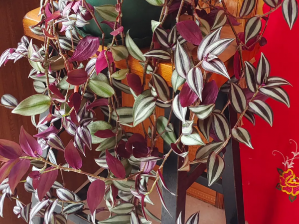 好養活的10種耐陰花卉