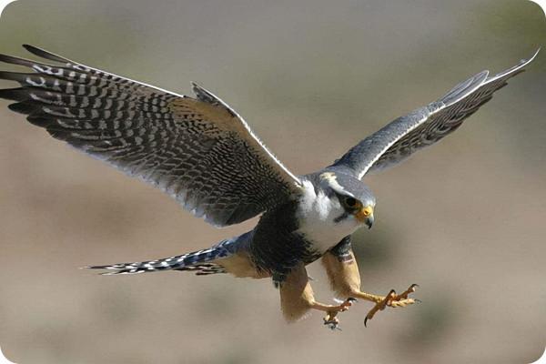 跳蚤的速度有多快？比飛機都快