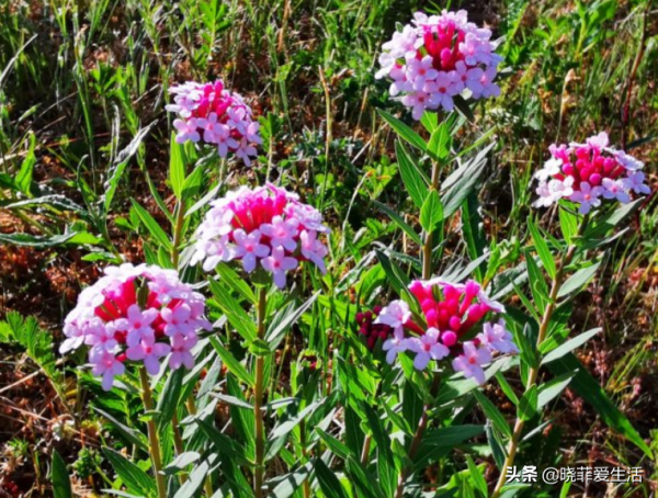 漂亮的有毒花！認識20種“大毒花”，遠離危險