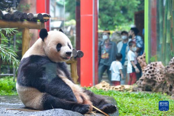 印尼：大熊貓館裡迎春節
