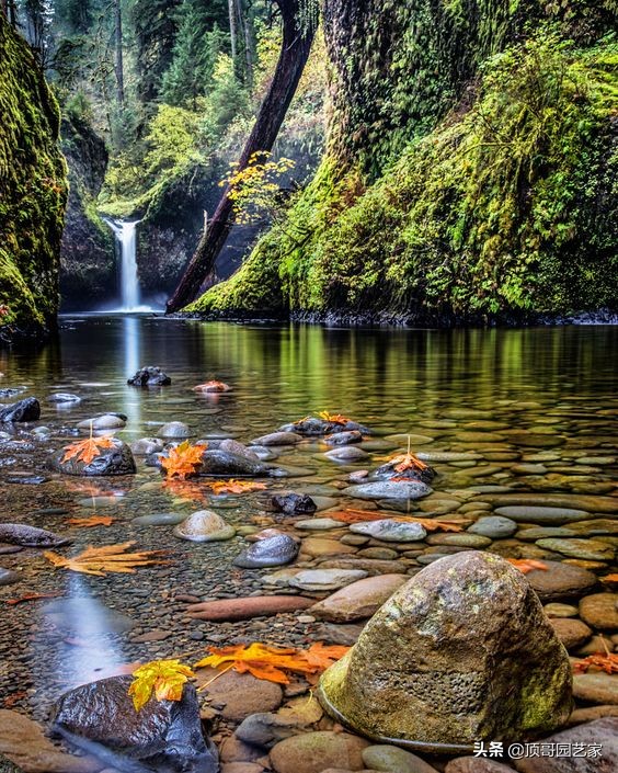 庭院魚池是規則式好還是自然式好