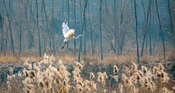 再不去看就晚了！山東6個小眾又絕美的賞蘆勝地，濃縮了整個冬日的浪漫！
