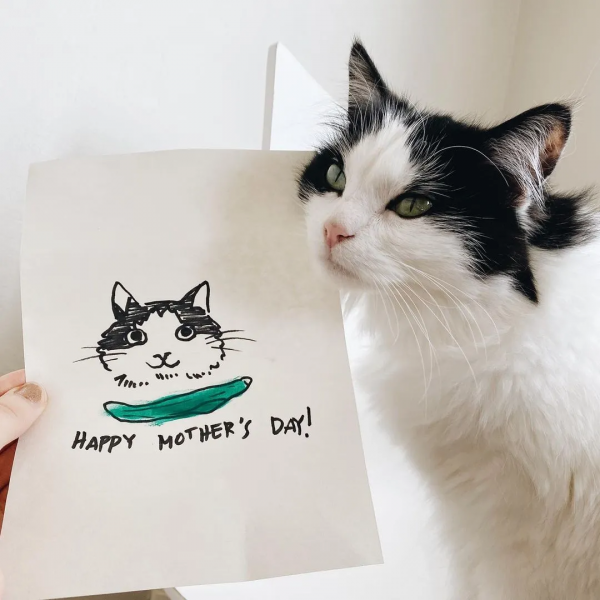 來自芬蘭的貓咪因為愛吃黃瓜而紅遍全國，還因此有了自己的周邊