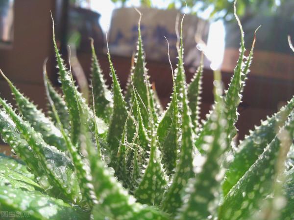 7種花草自帶“抗體”，不容易生病蟲害，是真正的“省心”花