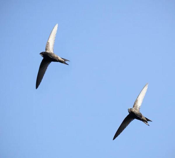 給寶寶講故事之學商篇(五)三隻小鳥 給寶寶講故事之學商篇(五)三隻小鳥