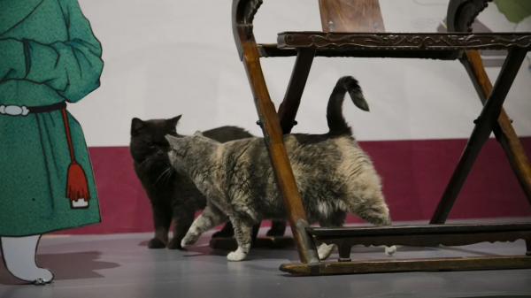 做你的影子,好不好? 做你的影子,好不好?