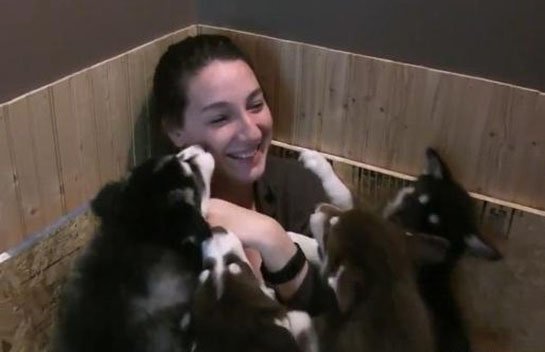 哈士奇生了7只小狗崽,寵主回家坐在地上就不起來,太可愛了吧 哈士奇生了7只小狗崽,寵主回家坐在地上就不起來,太可愛了吧