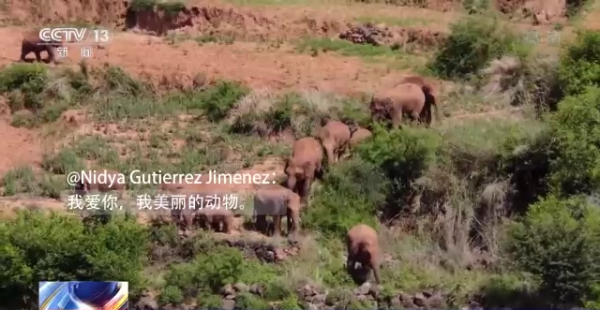 日本記者：2021年，我在中國雲南追大象