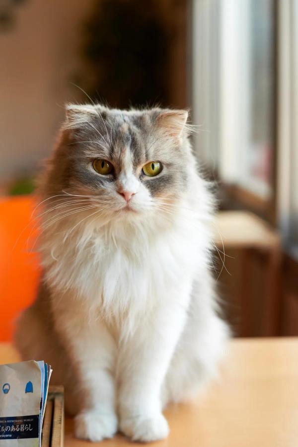 60多張有趣且可愛的貓看了讓人心情愉快