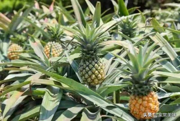 春季乾燥，多吃這6種時令水果，水分充足營養高，健健康康過春天