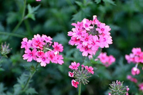 100種常見花卉的播種栽培大全,送給愛養花的你 100種常見花卉的播種栽培大全,送給愛養花的你