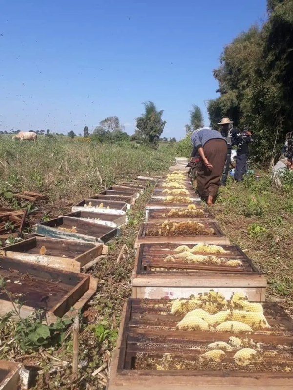 緬甸撣邦養蜂人的蜂巢被人故意破壞,火燒、石砸、噴藥 緬甸撣邦養蜂人的蜂巢被人故意破壞,火燒、石砸、噴藥