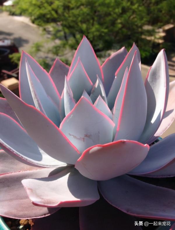 6種經典的薄葉多肉,每一種都仙氣十足,好養好看容易出狀態 6種經典的薄葉多肉,每一種都仙氣十足,好養好看容易出狀態