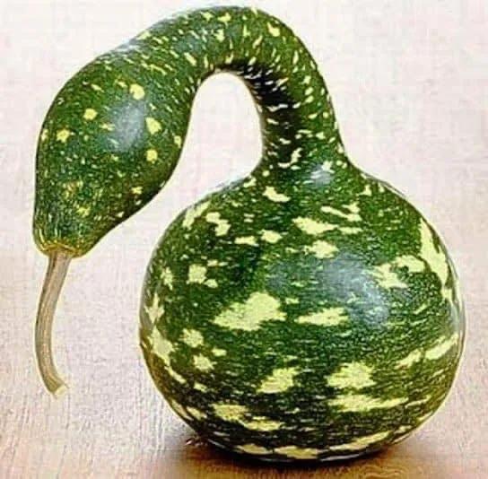 來自植物世界的精靈