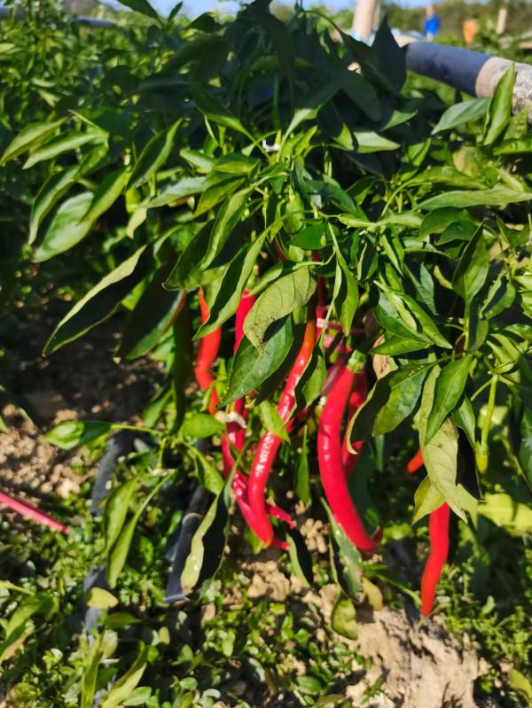 農科所—休閒娛樂