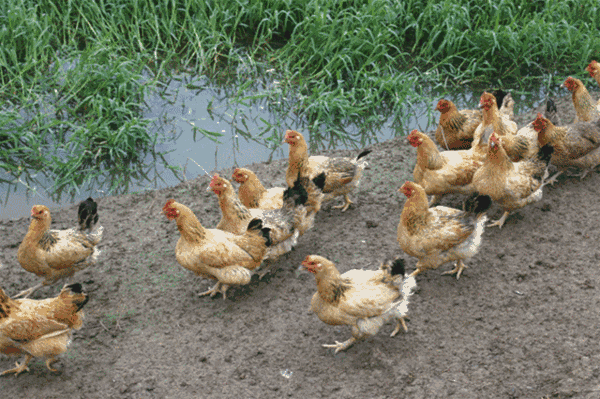 中國人比白人矮，連日本都不如？已經2022年了，別再被謠言洗腦