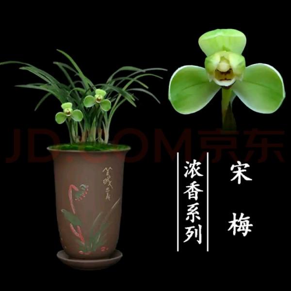 為什麼很多人養花養不活