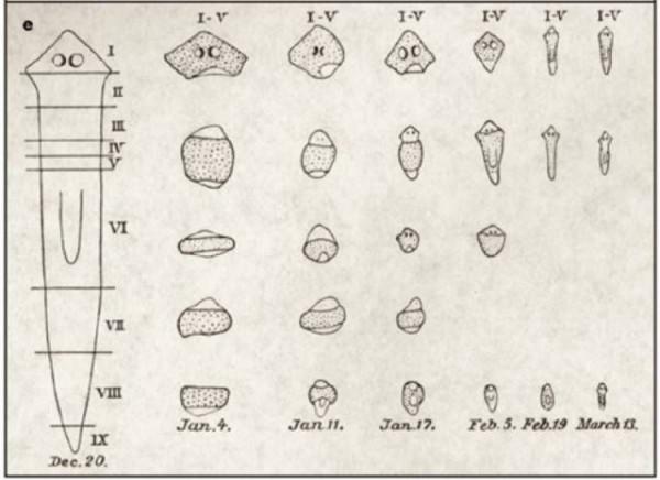 為什麼生物都是大體上對稱的，有沒有不對稱的生物？