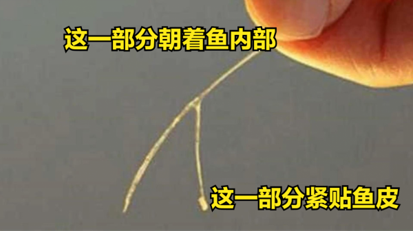 鯽魚去刺這麼簡單，154根骨刺根根去除，吃魚像吃豆腐一樣放心