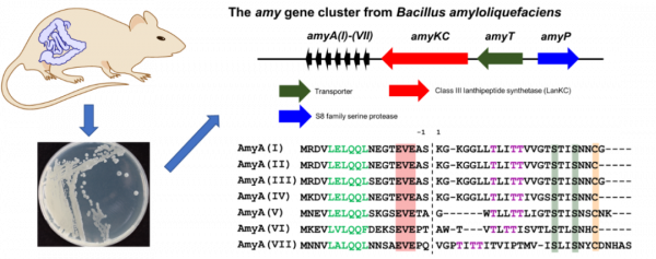 腸道菌群暗藏“江湖”，核糖體肽巧扮“殺器”