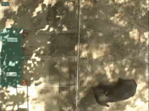 大象到底有多聰明? 大象到底有多聰明?