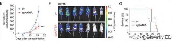 CD &vert; 組蛋白乙醯轉移酶KAT6A透過表觀遺傳促進AML關鍵基因的表達