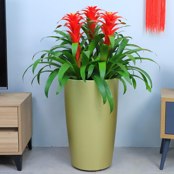 這些漂亮花，名字帶“財意”，養在客廳，吉祥又大氣，還能吸廢氣