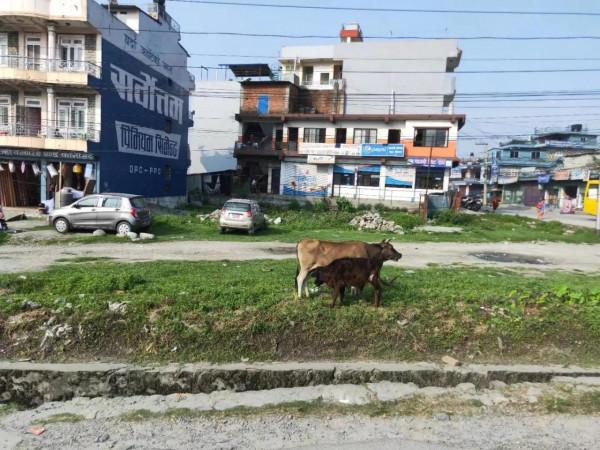 前往博卡拉的路上可真熱鬧 前往博卡拉的路上可真熱鬧