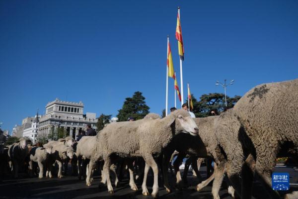 西班牙馬德里：移牧節
