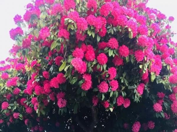加拿大一杜鵑花樹成網紅，被譽為&OpenCurlyDoubleQuote;全世界最美的杜鵑花&rdquo;