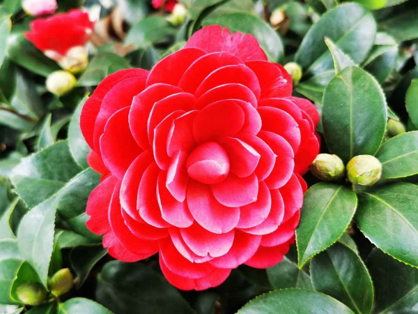 12月什麼花不養，也要養一盆茶花，花開似牡丹，滿屋子香味