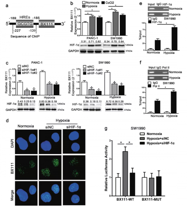 讓你的lncRNA擺脫miRNA的束縛(中) 讓你的lncRNA擺脫miRNA的束縛(中)