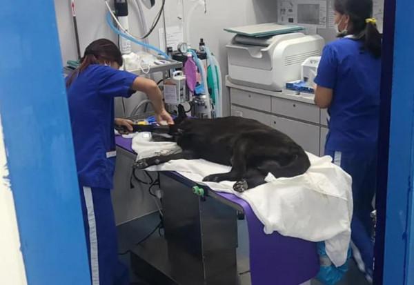 狗狗患病主人不救反而給它挖坑，他一邊挖一邊對它說：你快死吧