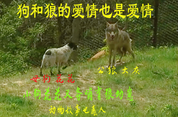 義母花犬哺育狼幼崽，入狼群和大灰談戀愛，動物的愛情也是愛情