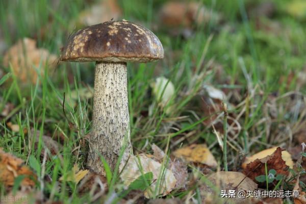 脂肪瘤?送你兩味中藥,一味消,一味補,攻補兼施,不來了解下嗎 脂肪瘤?送你兩味中藥,一味消,一味補,攻補兼施,不來了解下嗎