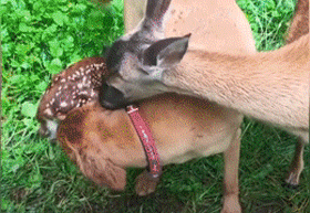 大金毛11年前救了一頭母鹿，結果它每年都會帶著娃上門找狗子幫忙