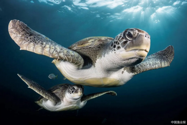 見證恐龍時代的海龜