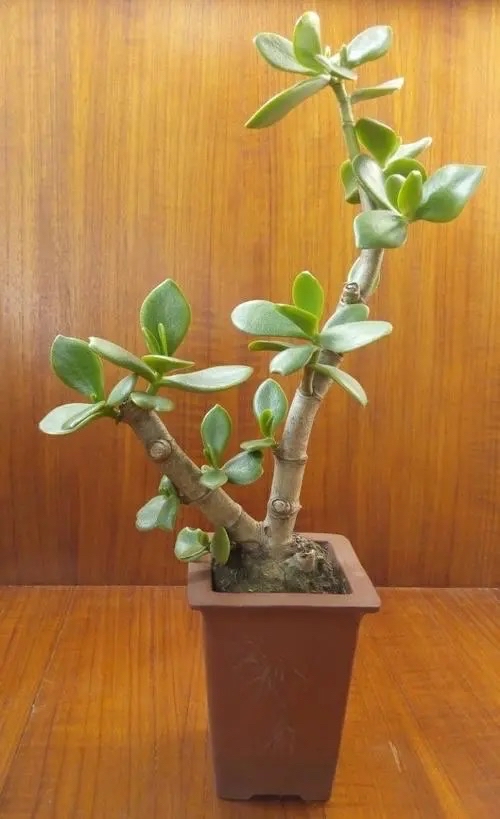 很好養的2種盆栽，耐旱耐貧瘠，越養越壯，優美大氣