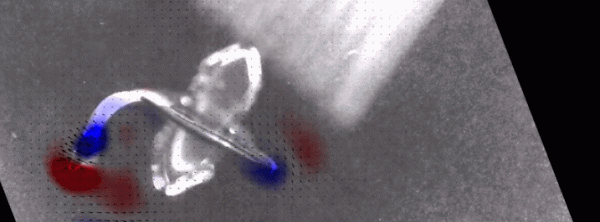 用人類心臟細胞造機器魚，游泳比真魚還快，哈佛新研究登Science