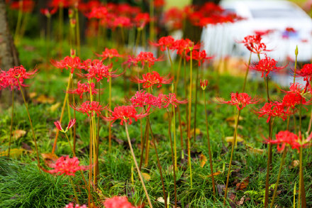 彼岸花開!千年古鎮的夏末一壟香 彼岸花開!千年古鎮的夏末一壟香