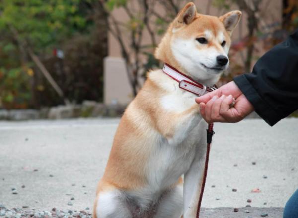 訓練篇：柴犬一生最佳的訓練時間，請你好好“把握”