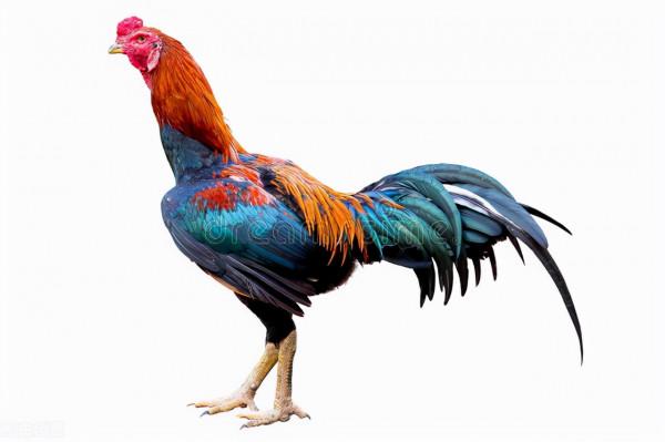 全世界60個國家的珍稀國寶