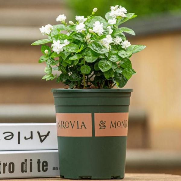 “100種花”適合養在陽臺上，一個比一個好看，還很好養護