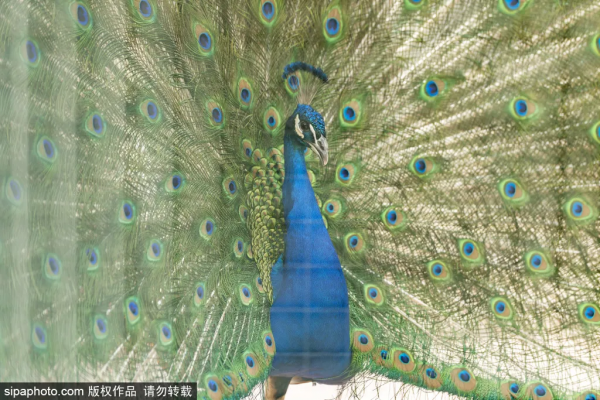 準備打卡！北京這些地方已經美成畫！最新彩葉實拍→