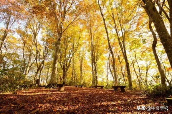 長野斑尾高原：金秋登高，滌盪肺腑