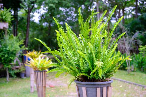 太實用了！45種常見植物養殖方法大全
