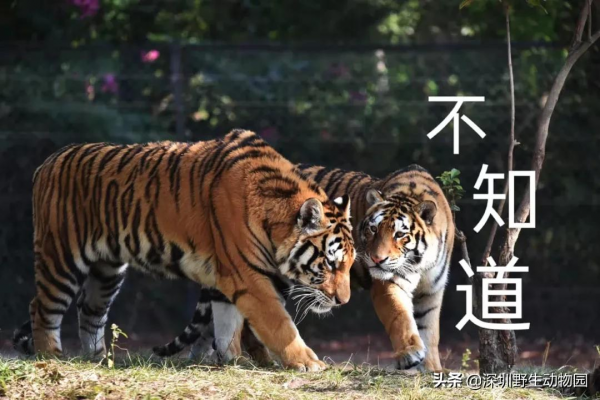 噓！大年初三睡到飽