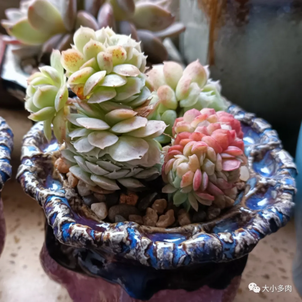 因為多肉，貓眼盆多了生命的光彩；因為盆，多肉有了藝術的韻味